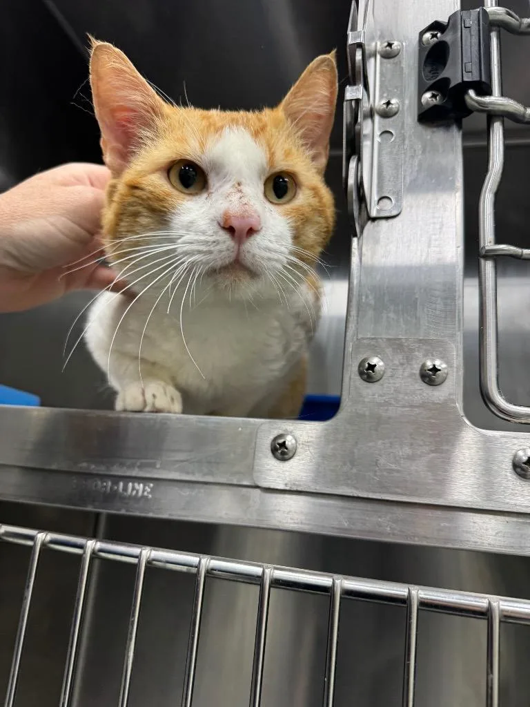 A young medium-sized male Domestic Medium Hair cat named Bingbong for adoption in Danielsville, GA