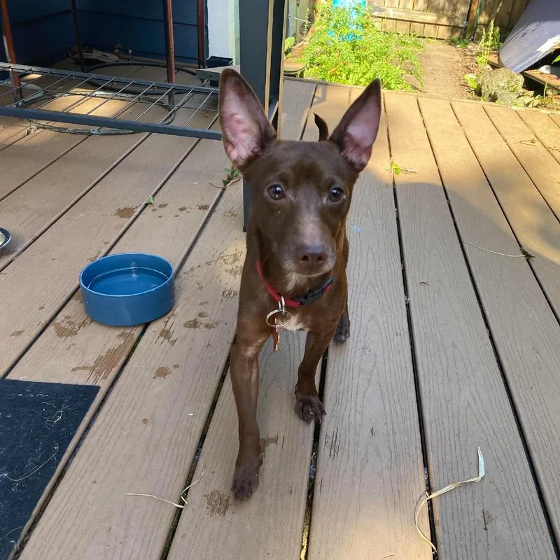 An adult small-sized male Brown / Chocolate Mixed Breed dog named Dingo for adoption in Bend, OR