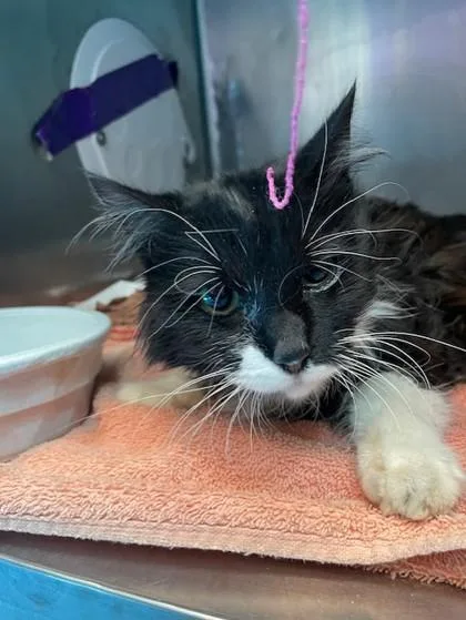 Loving Lucy thumbnail 2