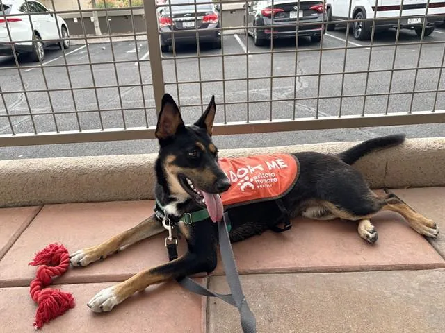 A young medium-sized female German Shepherd Dog dog named Pickle for adoption in Phoenix, AZ