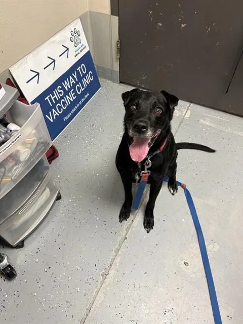 An adult medium-sized female Labrador Retriever dog named Athena for adoption in Sugar Land, TX