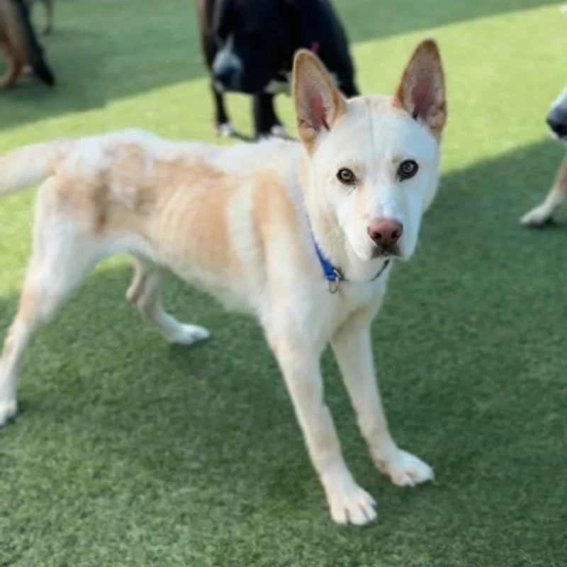 Valentino A thumbnail 2