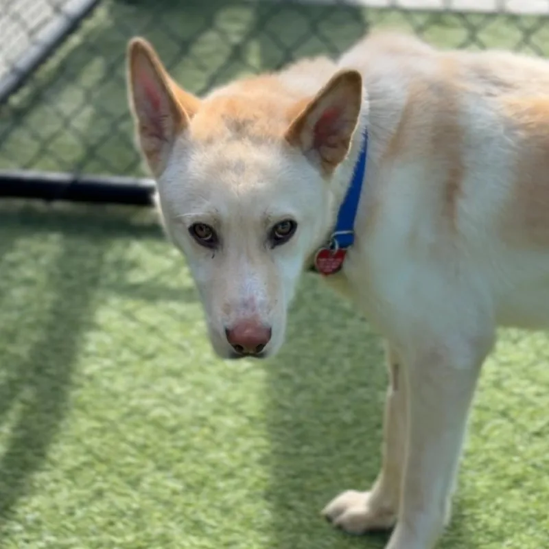 Valentino A thumbnail 3