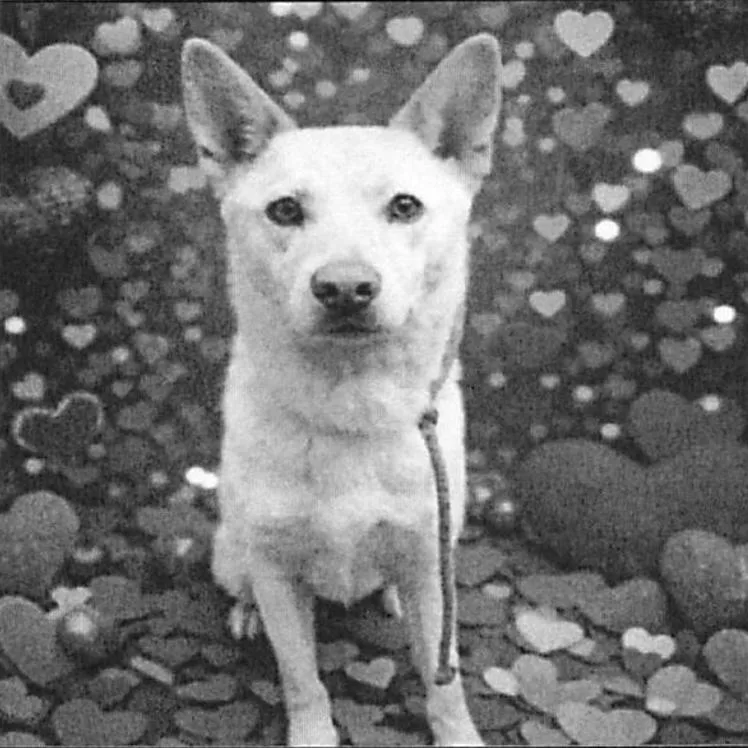 Valentino A thumbnail 5