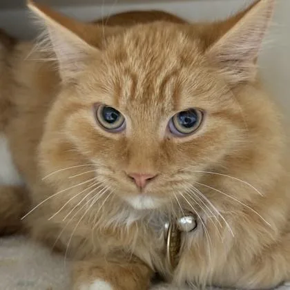 An adult medium-sized male Orange & White Domestic Long Hair cat named Marty for adoption in Lansing, MI