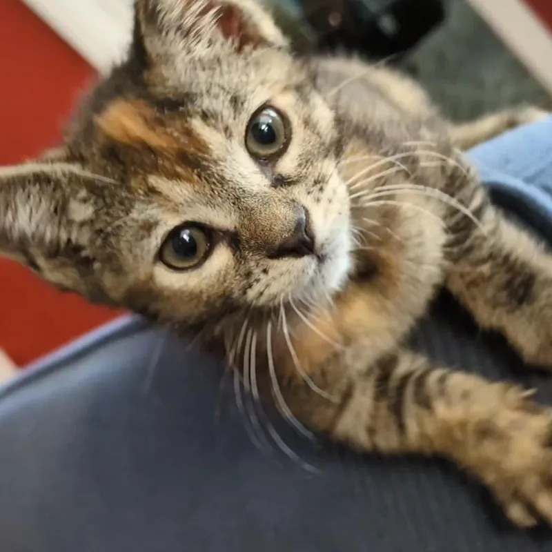 A baby small-sized female Tortoiseshell Domestic Short Hair cat named Moxie for adoption in Los Angeles, CA