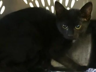 A young medium-sized male Black Domestic Short Hair cat named Jynx for adoption in Anaconda, MT