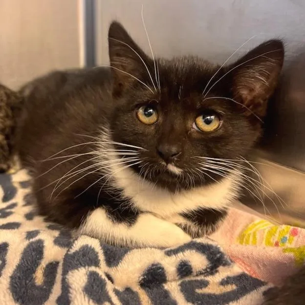 Clover  Petsmart Belleville