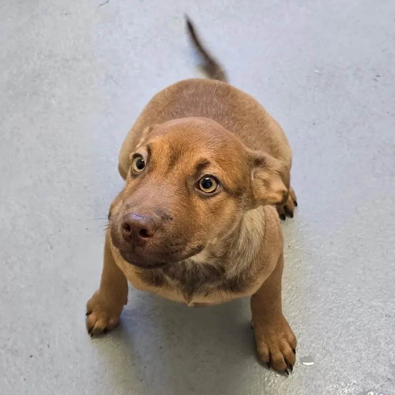 A baby medium-sized female Coonhound dog named Ember for adoption in Glasgow, KY