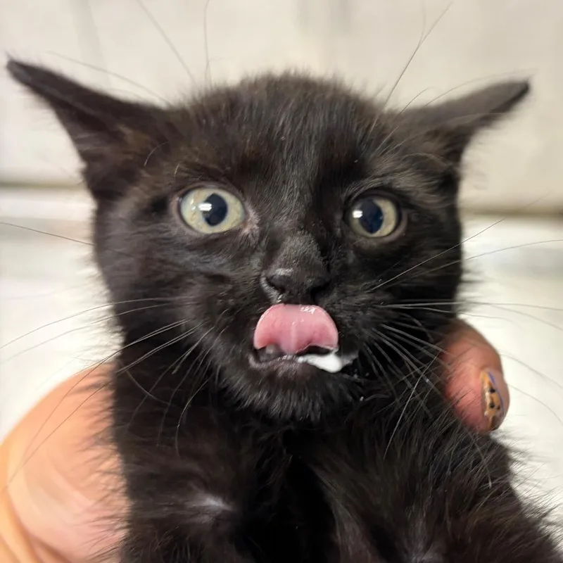 A baby small-sized male Black Domestic Short Hair cat named Nosfuratu for adoption in Newark, NJ