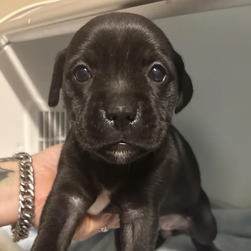 A baby small-sized female Black Mixed Breed dog named Linguini for adoption in Milton, FL