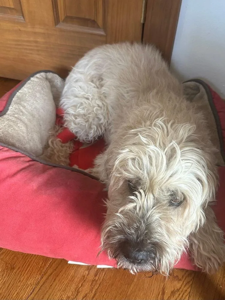 A senior medium-sized female Wheaten Terrier dog named Mickey for adoption in Grove City, OH
