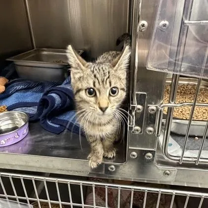A baby small-sized female Domestic Short Hair cat named Tabitha for adoption in Hamilton, NJ