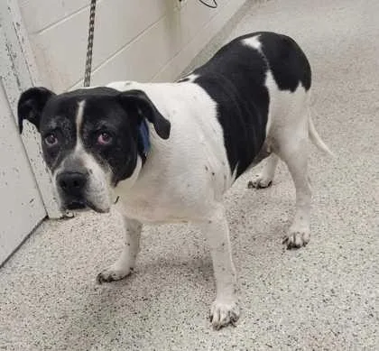 A senior extra large-sized male Black Mixed Breed dog named Toby for adoption in Kansas City, MO