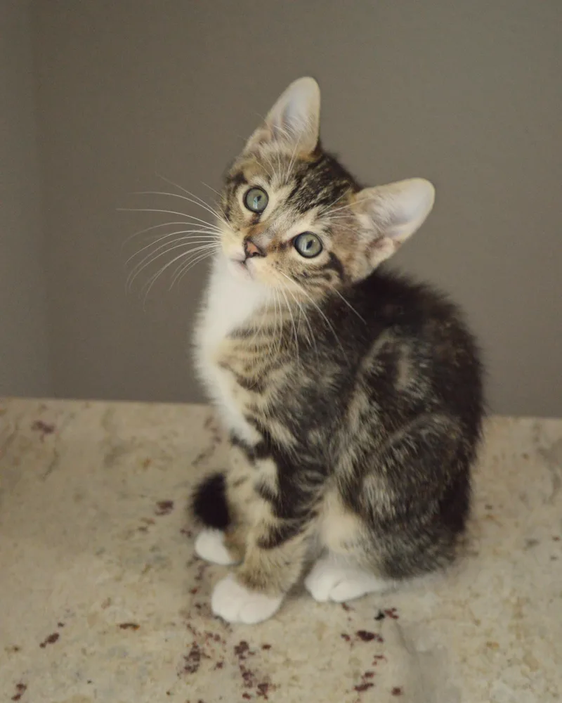 A baby medium-sized female Tabby (Gray / Blue / Silver) Tabby cat named Chipmunk for adoption in Gulfport, MS