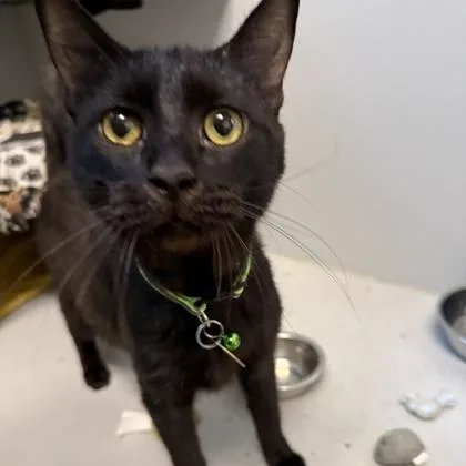 An adult medium-sized female Black Domestic Short Hair cat named Lily for adoption in Lansing, MI