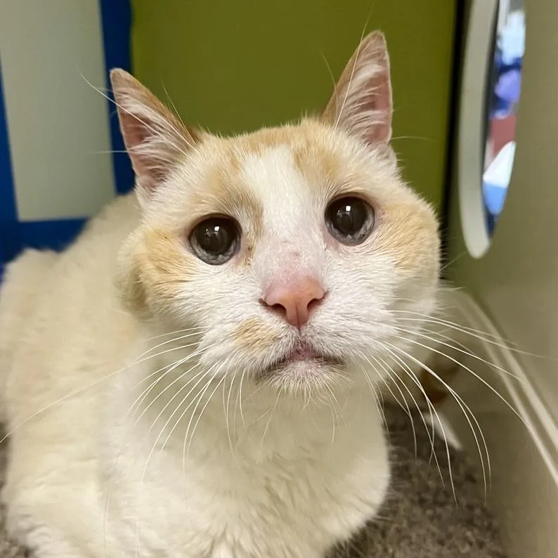 A senior medium-sized male Cream / Ivory Domestic Short Hair cat named Tiktok for adoption in Temecula, CA