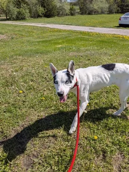 An adult medium-sized female Husky dog named Skylar for adoption in Belleville, MI