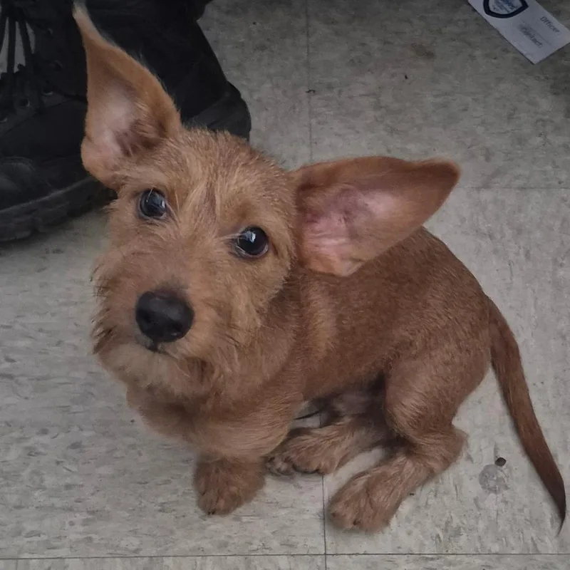 A baby small-sized male Brown / Chocolate Mixed Breed dog named StraythAvenue for adoption in Columbus, GA