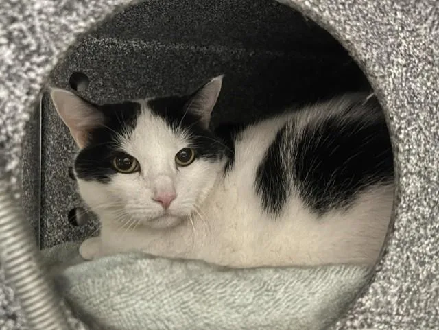 An adult medium-sized female Domestic Short Hair cat named Sunshine for adoption in Colorado Springs, CO