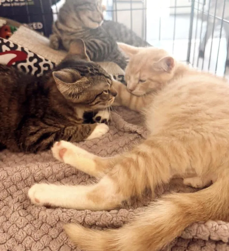A baby medium-sized female Tabby (Brown / Chocolate) Tabby cat named Mai for adoption in Philadelphia, PA