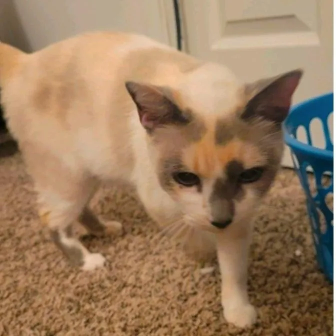 An adult medium-sized female Dilute Calico cat named Nephi for adoption in Warr Acres, OK