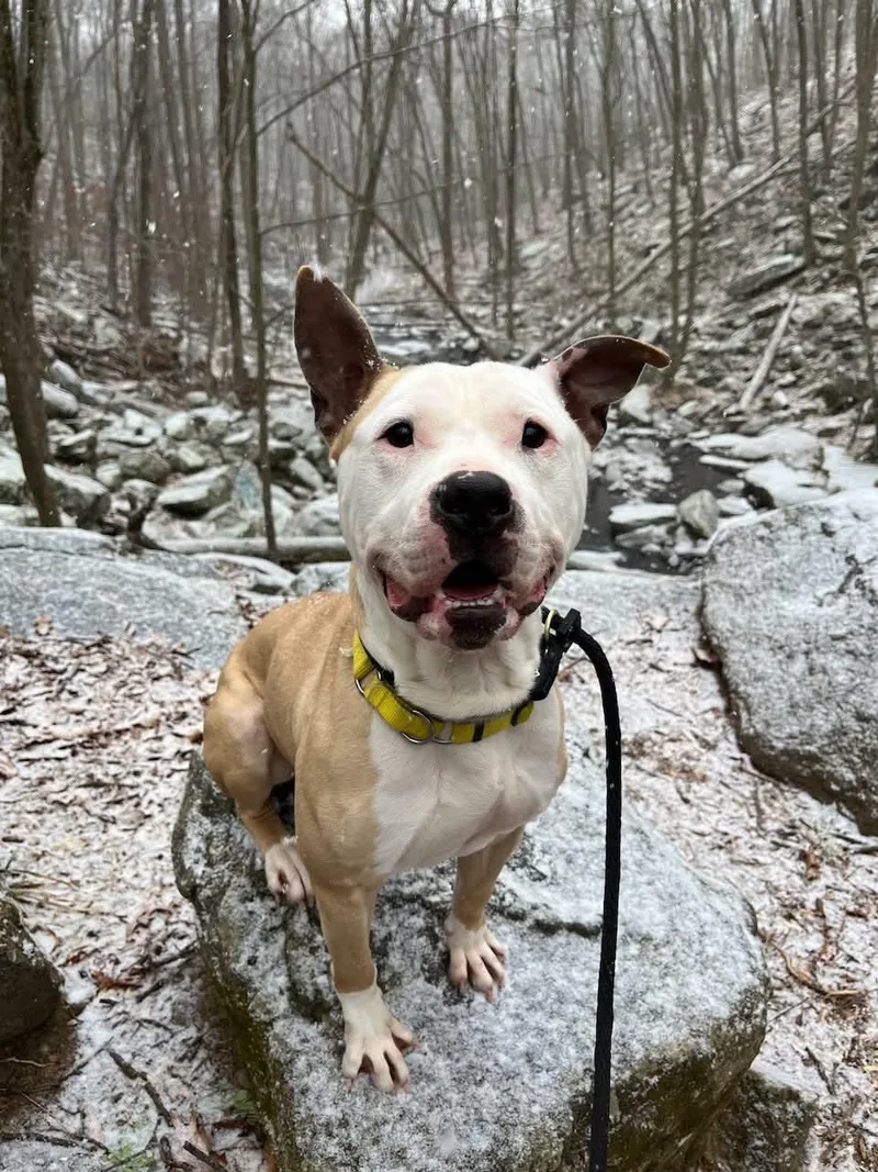 Champ Athens thumbnail 2