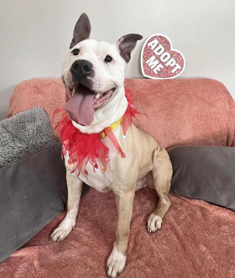 Champ Athens thumbnail 3