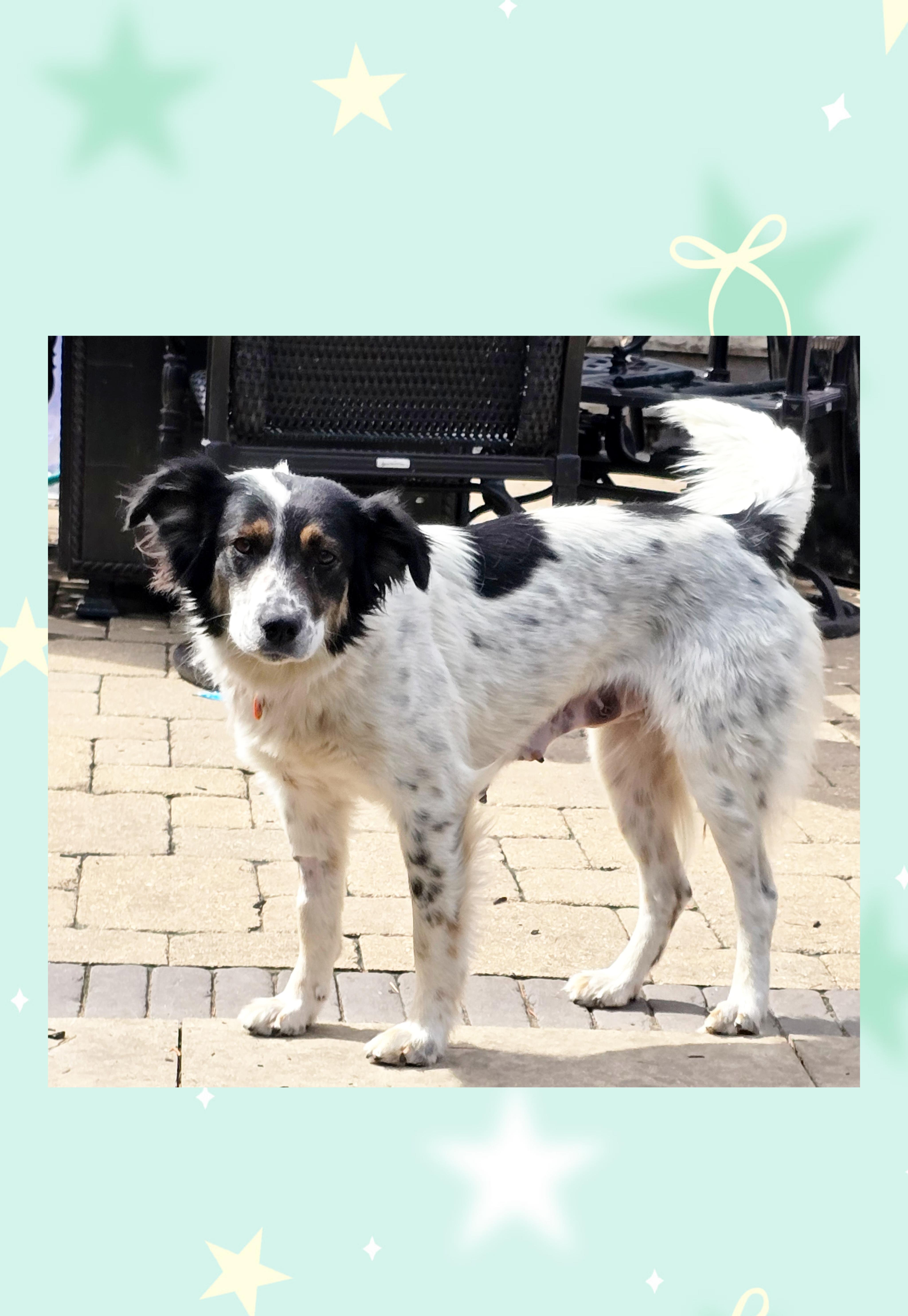 A young medium-sized female White / Cream Spaniel dog named Ellie for adoption in Lake Geneva, WI