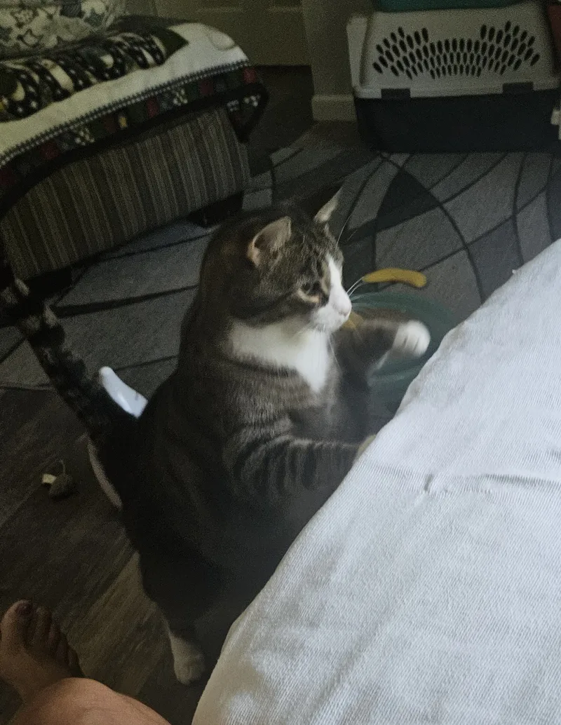 Tiberius thumbnail 5