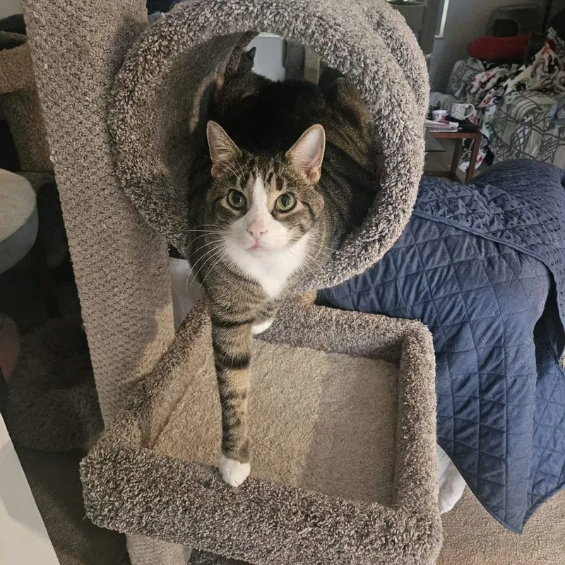 Tiberius thumbnail 6