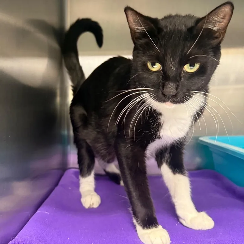 An adult medium-sized female Black Domestic Short Hair cat named Bailey for adoption in Spokane, WA