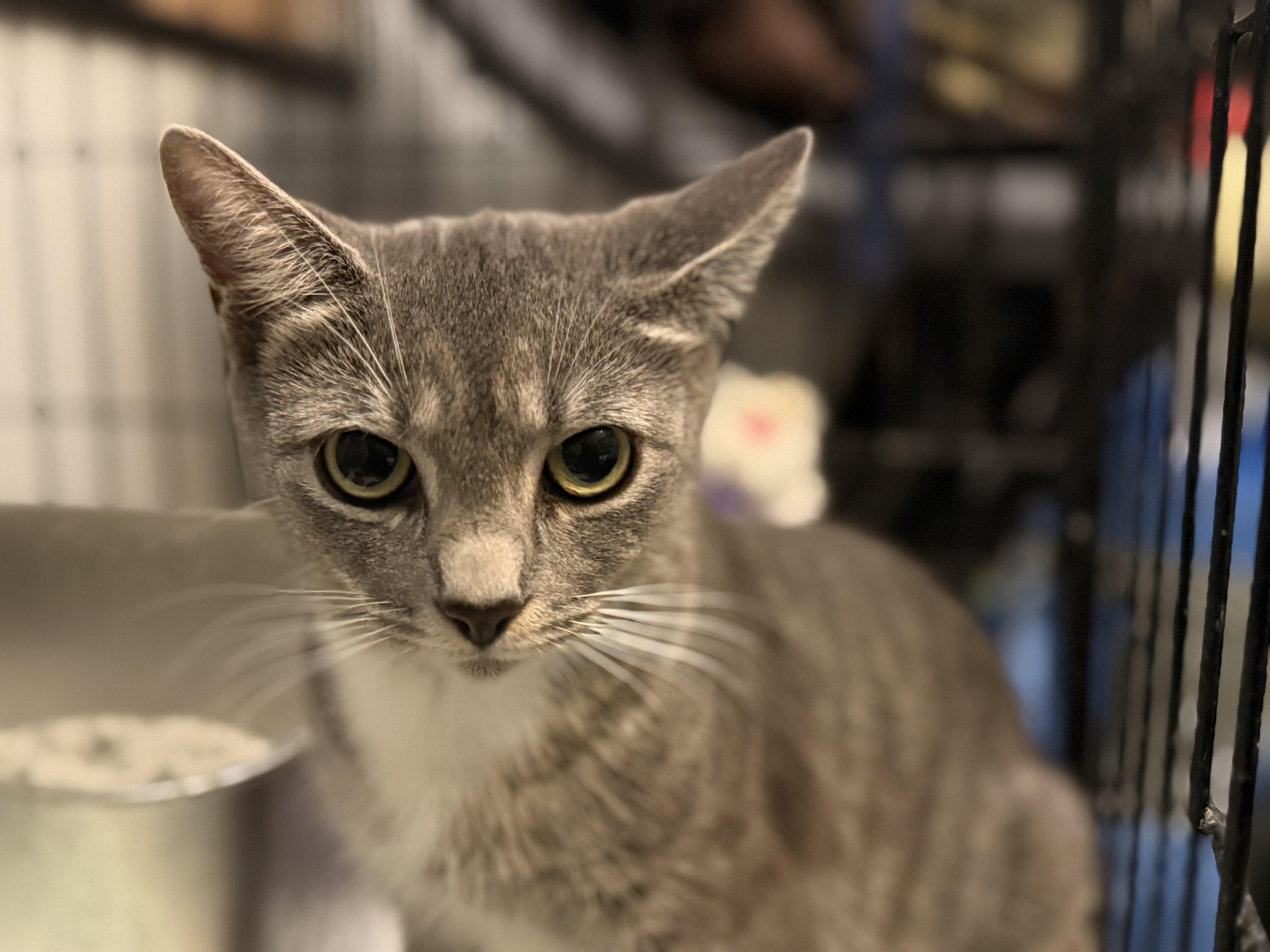 A young medium-sized female Tabby (Gray / Blue / Silver) Domestic Short Hair cat named Sweet Potato for adoption in Intercession city , FL