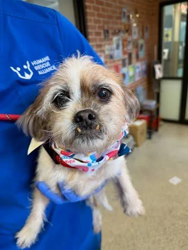 An adult small-sized female Mixed Breed dog named Unterbiss for adoption in Washington, DC