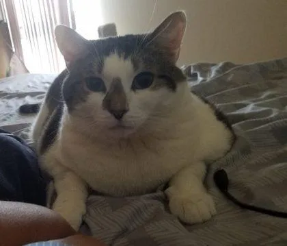 An adult small-sized female Domestic Short Hair cat named Miracle for adoption in West Chester, PA