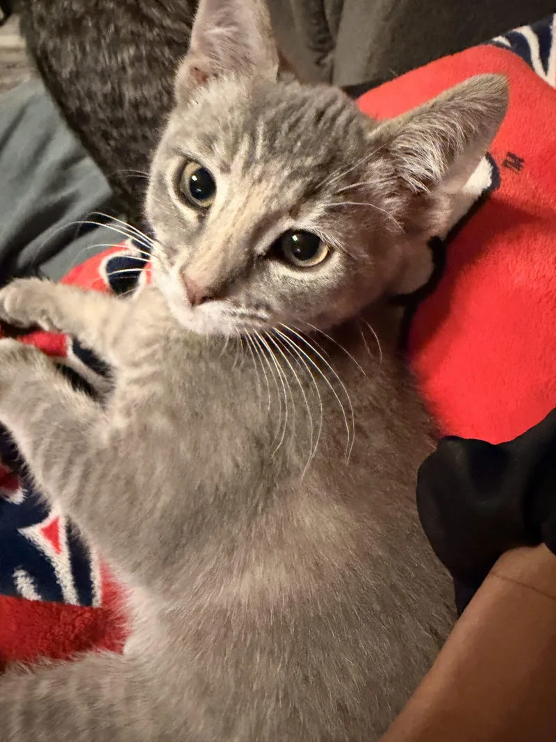 Peanut