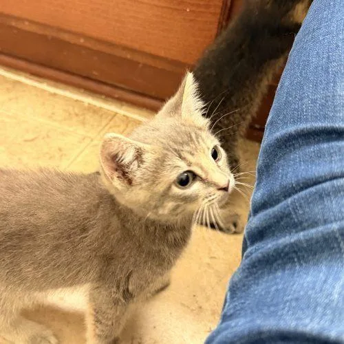 Peanut thumbnail 2
