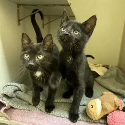 A young small-sized male Domestic Short Hair cat named Anaxa for adoption in Dallas, TX