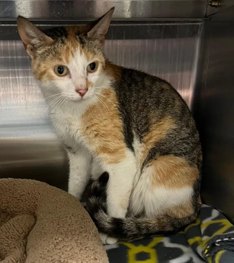 A young medium-sized female Domestic Medium Hair cat named Boy Band  Anne for adoption in Greeneville, TN