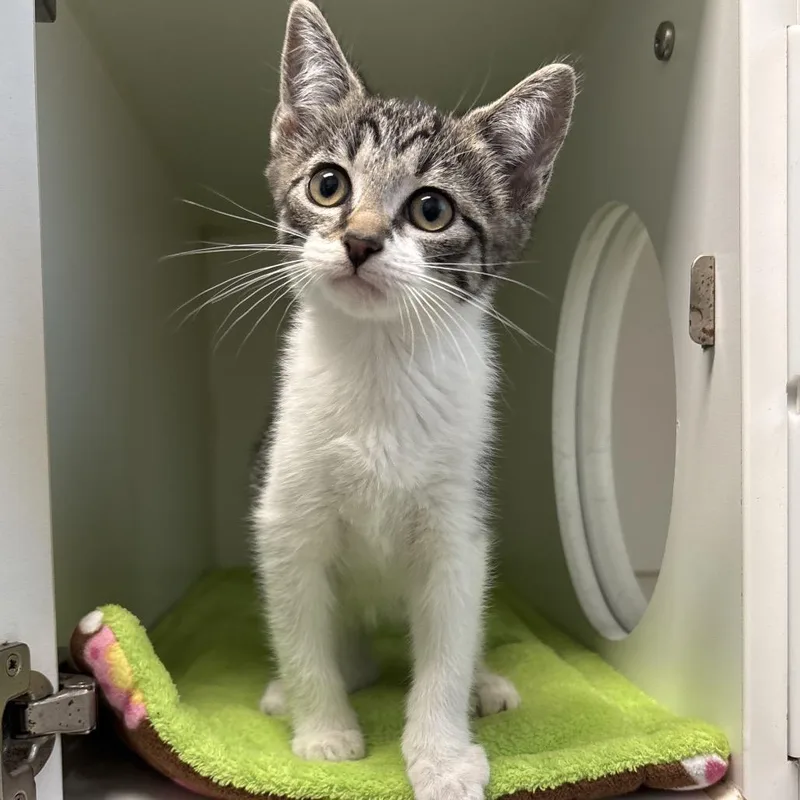 A baby small-sized female Brown / Chocolate Domestic Short Hair cat named Snorkel for adoption in Naperville, IL