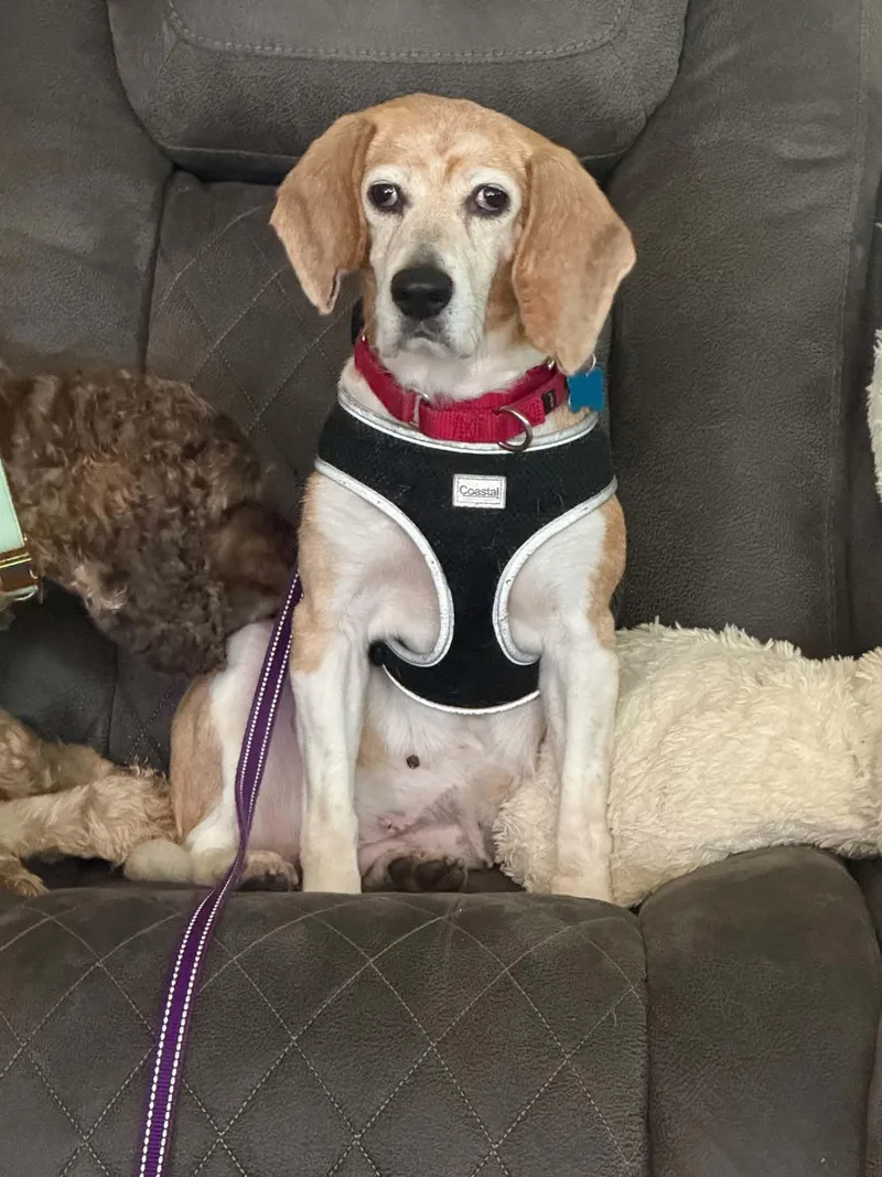 An adult medium-sized female Beagle dog named Birdie for adoption in Whitewater, WI
