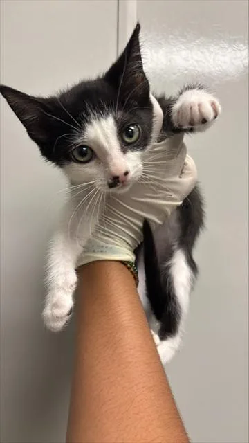 A baby small-sized female Domestic Short Hair cat named Bell for adoption in Ontario, CA