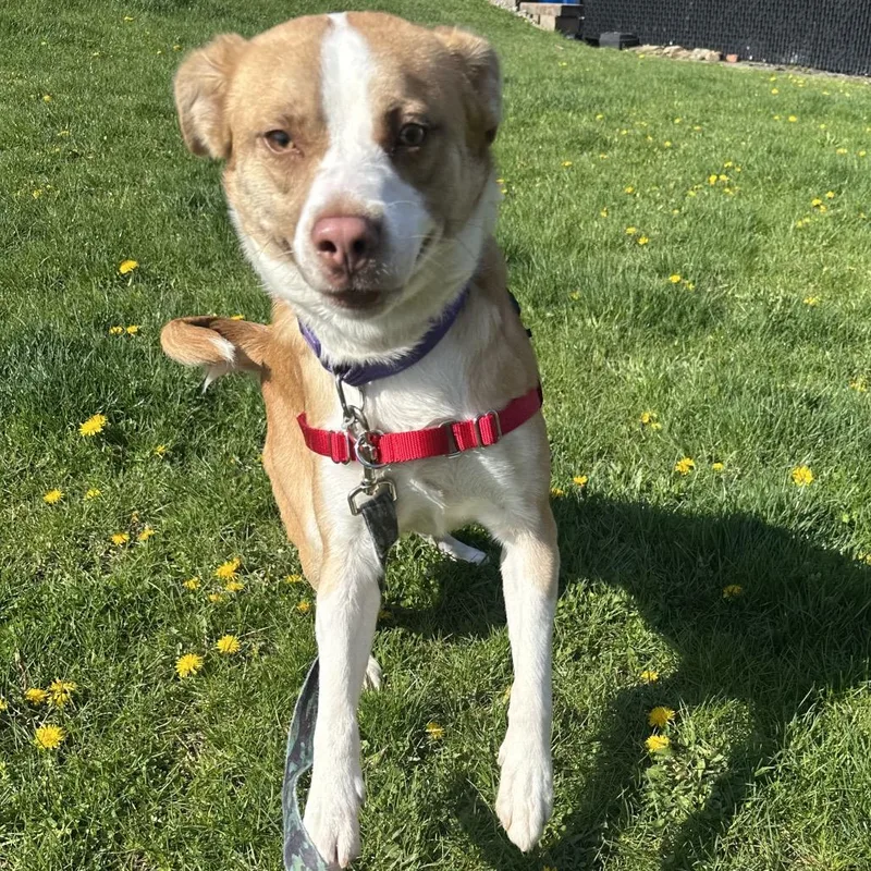 An adult medium-sized male Yellow / Tan / Blond / Fawn Mixed Breed dog named Zacharia for adoption in Pittsburgh, PA
