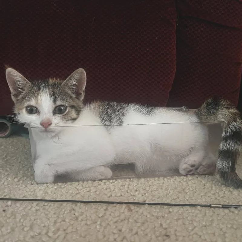 A baby small-sized female Calico Domestic Short Hair cat named Dana for adoption in Chaska, MN