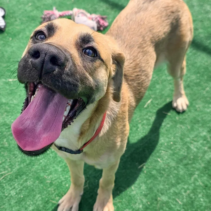 A baby medium-sized female Black Mouth Cur dog named Chrissy for adoption in Gainesville, TX