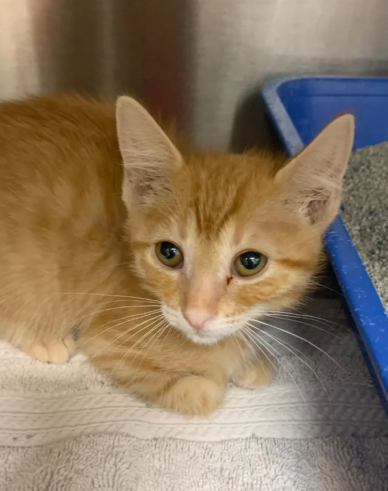 An adult small-sized male Domestic Short Hair cat named Bingo for adoption in Jonesboro, AR