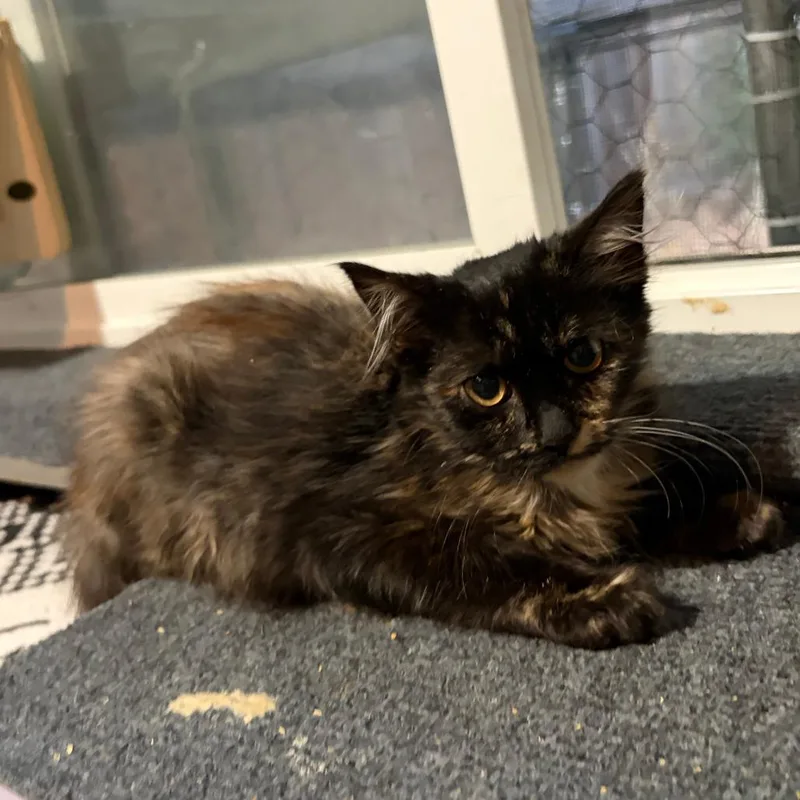 A baby small-sized female Torbie Domestic Long Hair cat named Chai for adoption in Pleasanton, CA