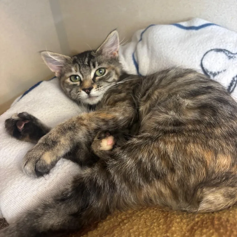 Mocha