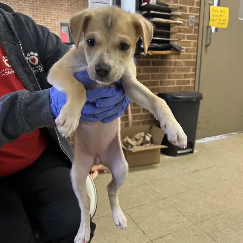 A baby small-sized female Yellow / Tan / Blond / Fawn Terrier dog named Darla for adoption in Birmingham, AL