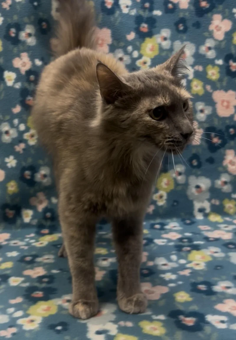 An adult medium-sized female Dilute Tortoiseshell Domestic Medium Hair cat named Solara for adoption in Payson, AZ
